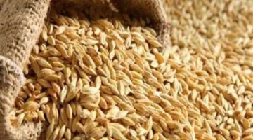 أسعار الأرز الشعير في الأسواق اليوم السبت 17 مايو 2025