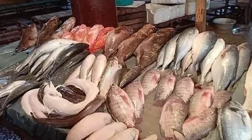 أسعار الأسماك المجمدة في سوق العبور يوم السبت 17 مايو 2025