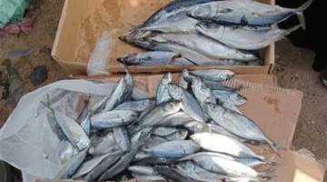 أسعار الأسماك في سوق العبور ليوم الجمعة 16 مايو 2025