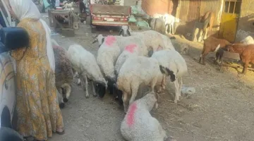 أسعار الأضاحي بمناسبة عيد الأضحى 2025: تكلفة الخراف والعجول والماعز بالكيلو رسميًا