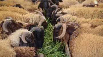 أسعار الأضاحي: تعرف على تكلفة كيلوغرام لحم الماعز الحي في أسواق العامرية