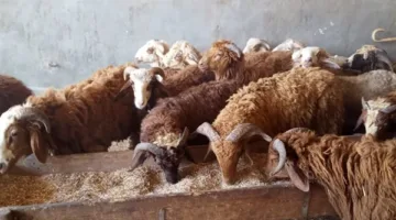 أسعار الأضاحي: تكلفة الخراف في أسواق العامرية بالإسكندرية