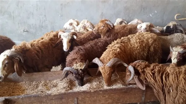 أسعار الأضاحي: تكلفة الخراف في أسواق العامرية بالإسكندرية أسعار الأضاحي: تكلفة الخراف في أسواق العامرية بالإسكندرية