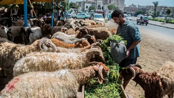 أسعار الأضاحي داخل جميع الأسواق بمحافظة البحيرة