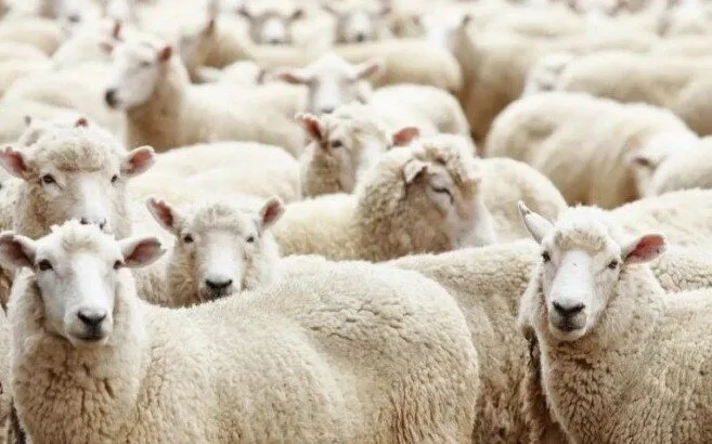أسعار الأضاحي في 2025: موعد بيع الخراف والأبقار في مراكز التموين