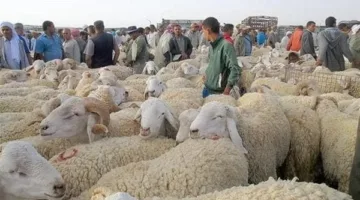 أسعار الأضاحي في عيد الأضحى 2025: 5 نصائح لاختيار الأضحية المثالية