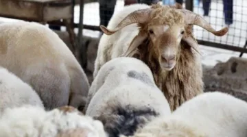 القاهرة تنبه من ذبح الأضاحي في الشوارع: عقوبة تصل إلى 10 آلاف جنيه