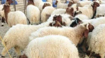 أسعار الأضاحي: ما هو سعر كيلو العجول الحية في عيد الأضحى 2025؟