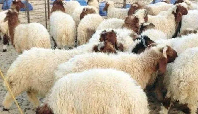 أسعار الأضاحي: ما هو سعر كيلو العجول الحية في عيد الأضحى 2025؟
