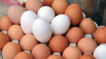 أسعار البيض والكتاكيت في الإسكندرية اليوم، الأربعاء