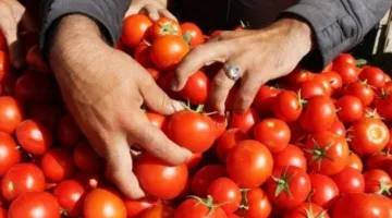 أسعار الخضروات اليوم السبت 17 مايو في سوق العبور: كم بلغت؟