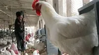 أسعار الدجاج الأبيض اليوم الاثنين في سوق الدواجن 19/5/2025
