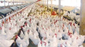 أسعار الدجاج الأبيض اليوم الخميس 29 مايو 2025 في مصر