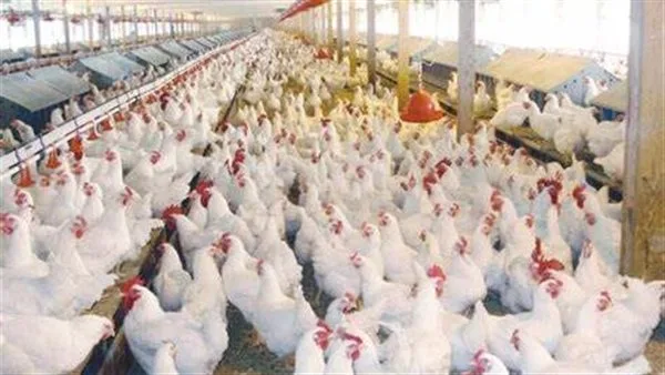 أسعار الدجاج الأبيض اليوم الخميس 29 مايو 2025 في مصر أسعار الدجاج الأبيض اليوم الخميس 29 مايو 2025 في مصر
