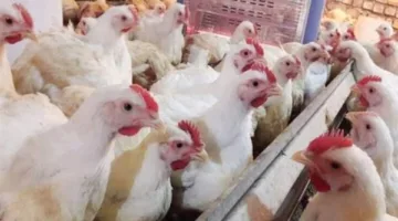 أسعار الدجاج الأبيض في سوق الدواجن اليوم، الجمعة 23 مايو 2025