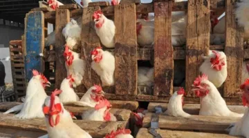 أحدث مستجدات أسعار الدجاج الأبيض والأحمر اليوم الثلاثاء، 27 مايو 2025