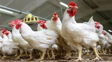 أسعار الدجاج الأبيض والساسو اليوم الأحد 25 مايو 2025 في سوق الدواجن