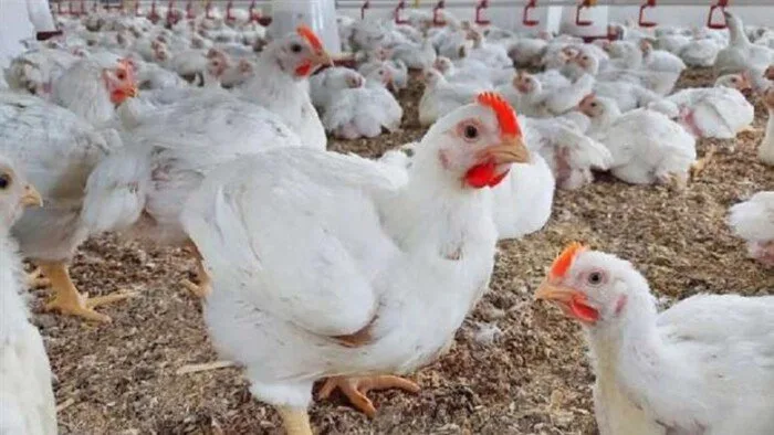 أسعار الدواجن والبيض اليوم الثلاثاء 6 مايو 2025