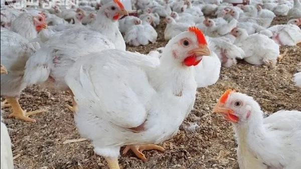 أسعار الدواجن والبيض اليوم بأسواق الدقهلية