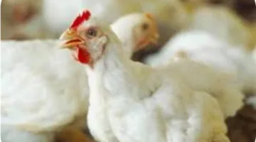 أسعار الدواجن والبيض بأسواق الوادي الجديد