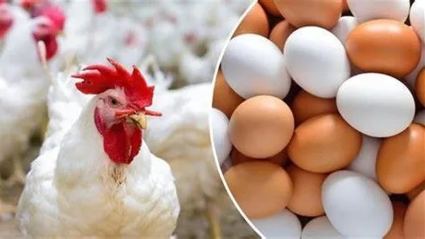 أسعار الدواجن والبيض في أسواق الوادي الجديد اليوم الجمعة