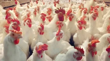 أسعار الدواجن والبيض في أسواق الوادي الجديد بتاريخ 12 مايو 2025