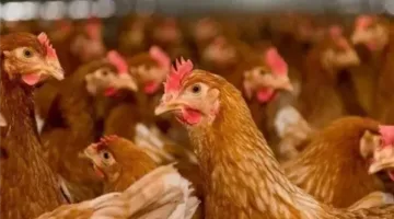 أسعار الدجاج المحلي في الإسكندرية اليوم الثلاثاء 20 مايو 2025