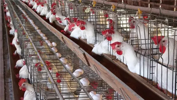أسعار الدواجن والبيض والكتاكيت اليوم الأحد 11 مايو 2025