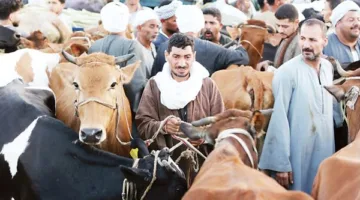 أسعار العجول والأغنام في الغربية يوم الخميس 22 مايو 2025