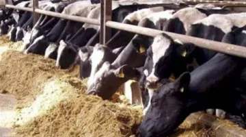 أسعار العجول والأغنام في الغربية يوم السبت 17 مايو 2025