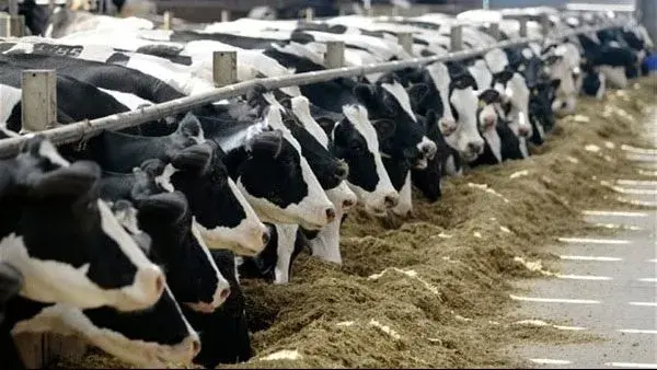 أسعار العجول والماعز والأغنام في محافظة الغربية اليوم