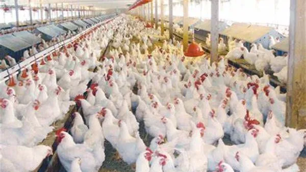أسعار الفراخ البيضاء والساسو وكرتونة البيض اليوم