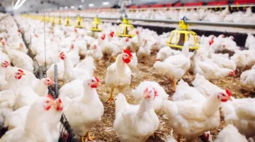 أسعار الفراخ والبيض في الغربية اليوم الثلاثاء 27 مايو 2025