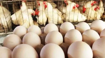 أسعار الفراخ والبيض في محافظة الغربية بتاريخ الجمعة 16 مايو 2025