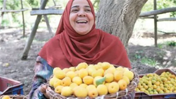 أسعار الفواكه في أسواق الإسكندرية اليوم الثلاثاء 20 مايو: المشمش بسعر 120 جنيهًا. أسعار الفواكه في أسواق الإسكندرية اليوم الثلاثاء 20 مايو: المشمش بسعر 120 جنيهًا.