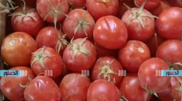 أسعار الفواكه والخضروات في كفر الشيخ اليوم الثلاثاء 13 مايو