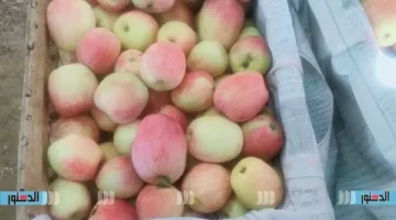 أسعار الفواكه والخضروات في كفر الشيخ اليوم، الخميس 29 مايو 2025