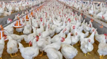 أسعار كرتونات البيض بجميع أنواعها في الأسواق اليوم الجمعة 23 مايو 2025