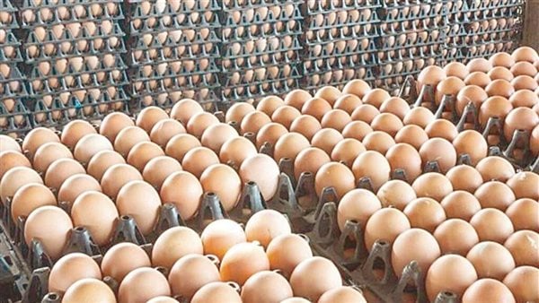 أسعار كرتونة البيض اليوم في مصر الإثنين 5 مايو 2025