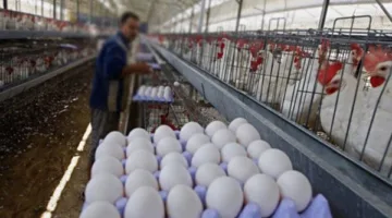 أسعار كيلو الدجاج الأبيض وصندوق البيض اليوم الجمعة 16 مايو 2025