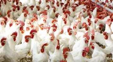أسعار هياكل الدجاج اليوم الخميس 15 مايو 2025.. كم سعر كيلو الكبد والقوانص اليوم؟
