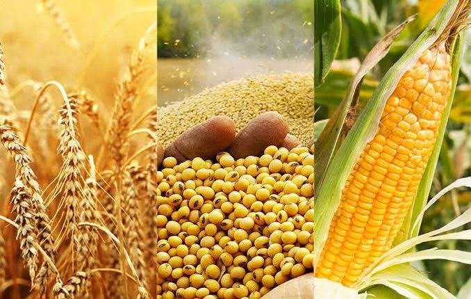 أسواق الحبوب تتراجع رغم تفاؤل المحادثات التجارية بين واشنطن وبكين