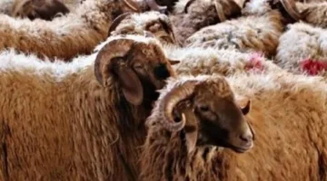 استعدادات وزارة الزراعة لعيد الأضحى: حملات تفتيش ومنافذ بيع بأسعار منخفضة