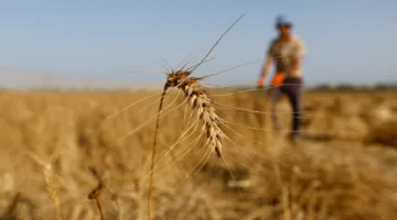 أقل من 5% من الأراضي الزراعية في غزة مناسبة للاستخدام الفعّال