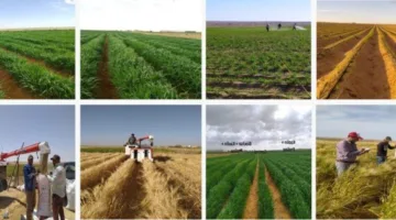 أكاديمية البحث العلمي تبدأ المرحلة الثانية من الزراعة البحثية النموذجية في المغرة
