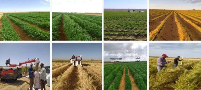 أكاديمية البحث العلمي تبدأ المرحلة الثانية من الزراعة البحثية النموذجية في المغرة أكاديمية البحث العلمي تبدأ المرحلة الثانية من الزراعة البحثية النموذجية في المغرة