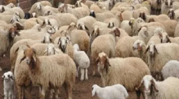أماكن بيع خراف الأضاحي من وزارة التموين: دليل الشوادر المتاحة