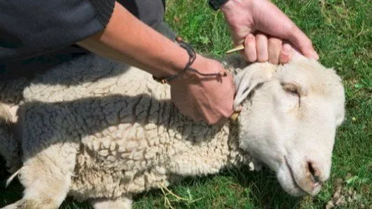أيهما مقدم على الآخر الأضحية أم العقيقة؟.. أمين الفتوى يجيب