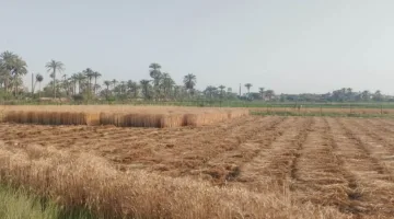 إخماد حريق في مزرعة قمح بديرمواس المنيا دون وقوع إصابات