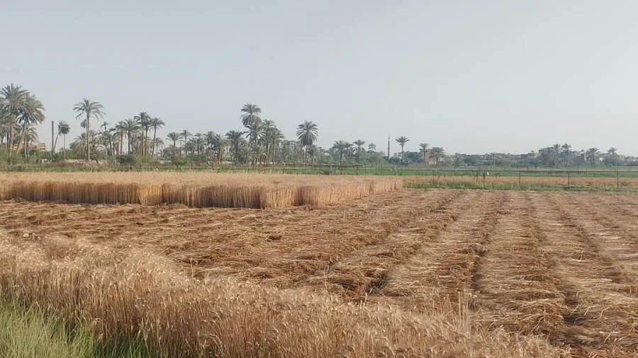 إخماد حريق في مزرعة قمح بديرمواس المنيا دون وقوع إصابات إخماد حريق في مزرعة قمح بديرمواس المنيا دون وقوع إصابات